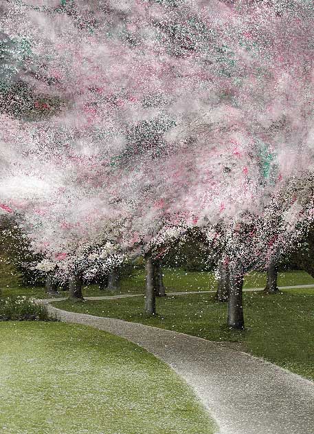 Cherry Blossoms © Patricia Pinsk